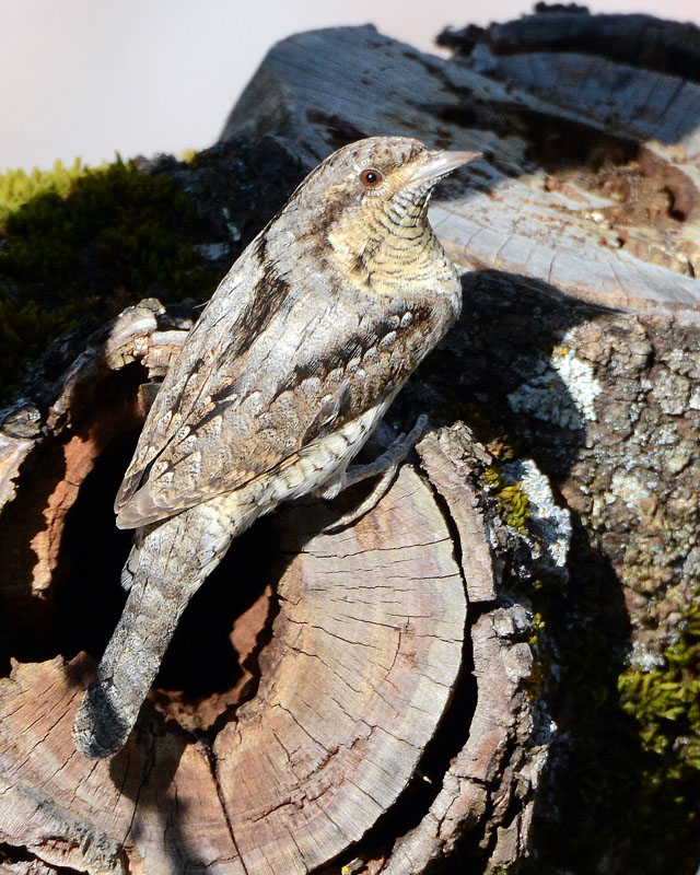 Torcicollo, Jynx torquilla